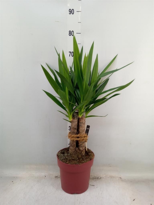 <h4>Yucca elephantipes   ...</h4>