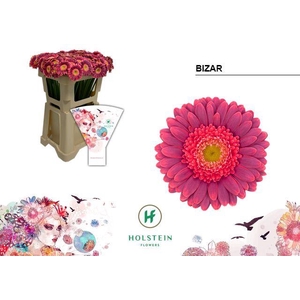 GE MI BIZAR Emmer Hoes x60