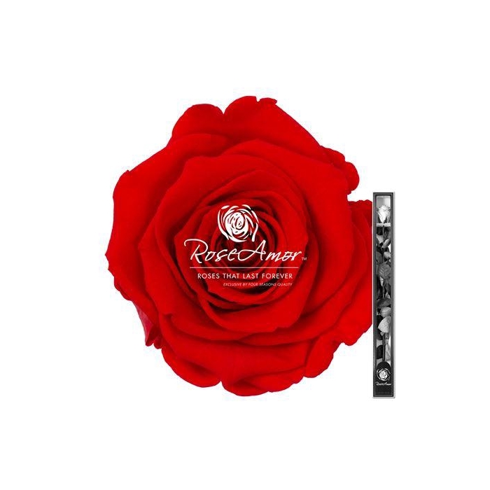 <h4>60cm Stem Ora03</h4>