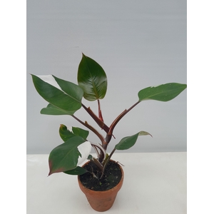 PHILODENDRON ERUBESCENS