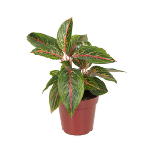 AGLAONEMA RED EMERALD P12
