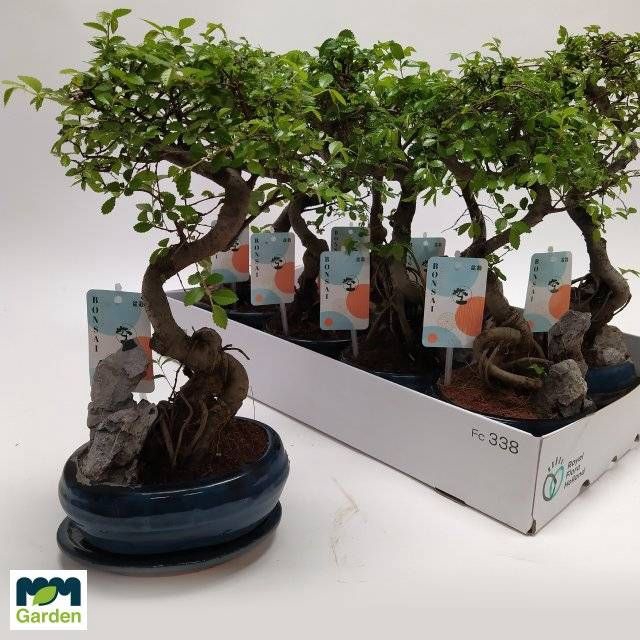 <h4>BONSAI OV</h4>
