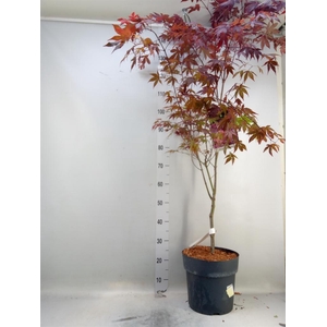 Acer palmatum 'Atropurpureum'