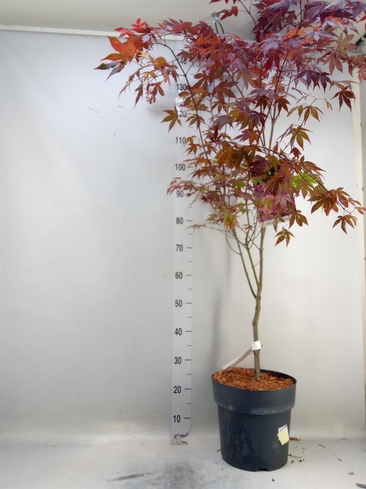 <h4>Acer palmatum 'Atropurpureum'</h4>
