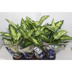 DIEFFENBACHIA VARIADO P15