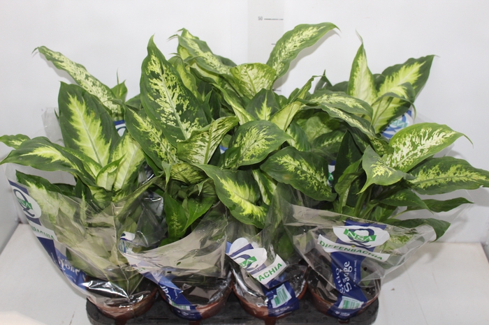 <h4>DIEFFENBACHIA VARIADO P15</h4>