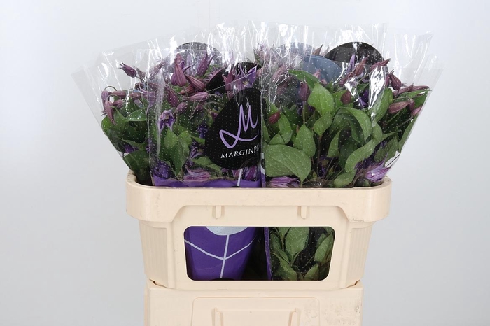 <h4>Clem Amazing Rome</h4>