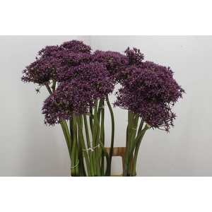 Allium Cherry