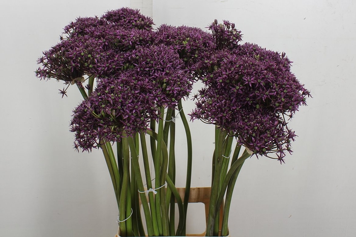 Allium Cherry