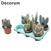 Cactus Column Mix (6spc.) (decorum)