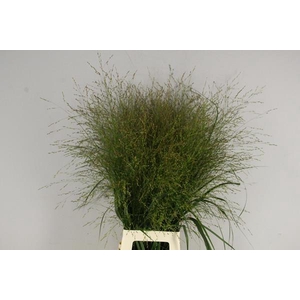 Gras Panicum Vi Squaw