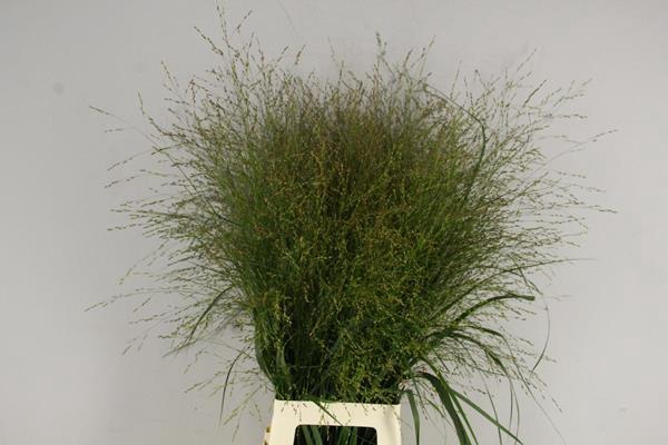 Gras Panicum Vi Squaw