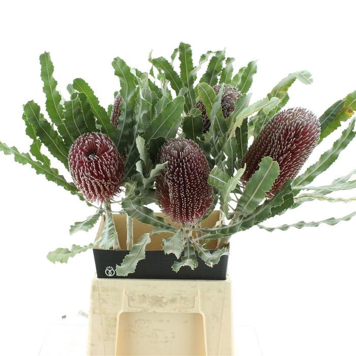 <h4>Banksia Menziesii</h4>