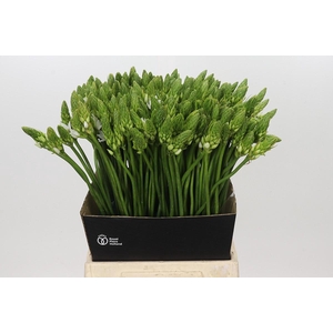 Ornithogalum Mount Fuji
