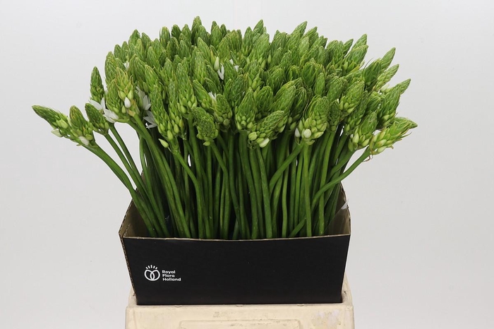 <h4>Ornithogalum Mount Fuji</h4>