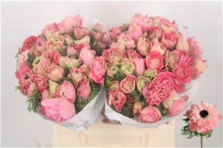 <h4>Anemone Levante Rosa</h4>