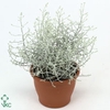 .Calocephalus brownii
