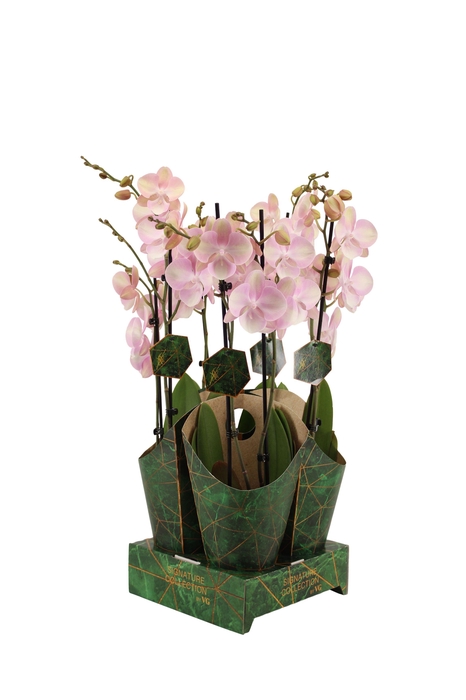 <h4>Signature Golden Nature Cover Phal Venetian Carnaval 2T16+</h4>