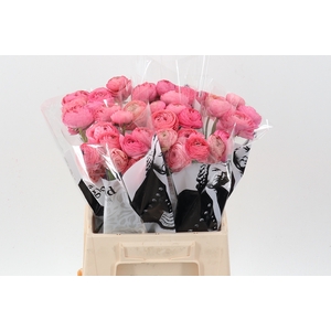 Ran Aazur Antiq Rose