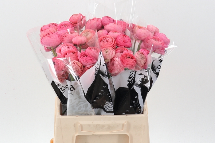 <h4>Ran Aazur Antiq Rose</h4>