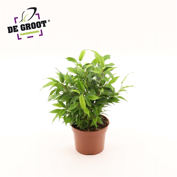 <h4>Ficus benjamina 'Natasja' Clumb</h4>