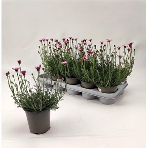 RHODAN H AFRICA ROSE