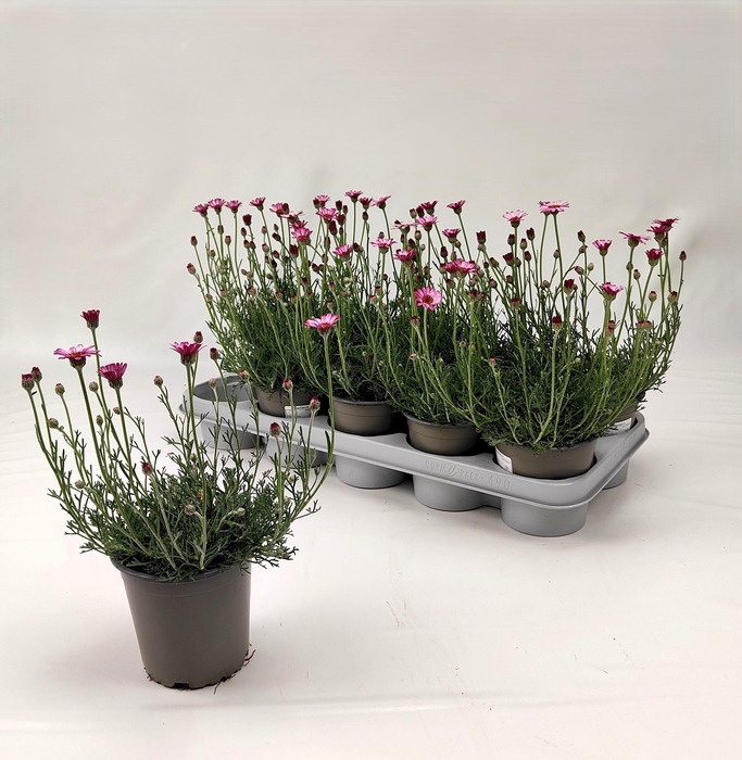 <h4>RHODAN H AFRICA ROSE</h4>