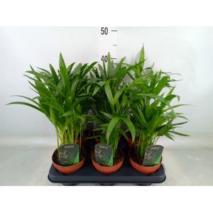 Chamaedorea cataractarum