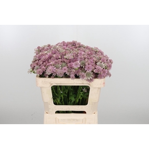 Astrantia Major Overig