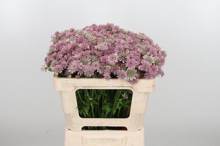 <h4>Astrantia Major Overig</h4>