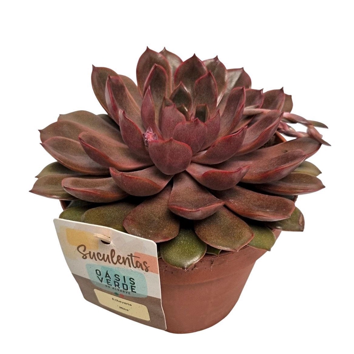 <h4>Echeveria Mina</h4>