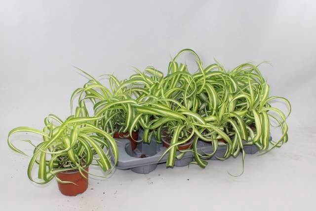 <h4>CHLOR COM BONNIE</h4>