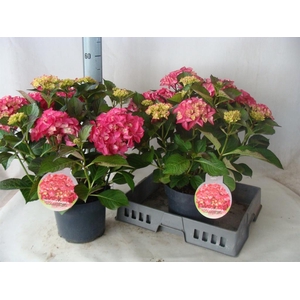 Hydrangea mac.   ...