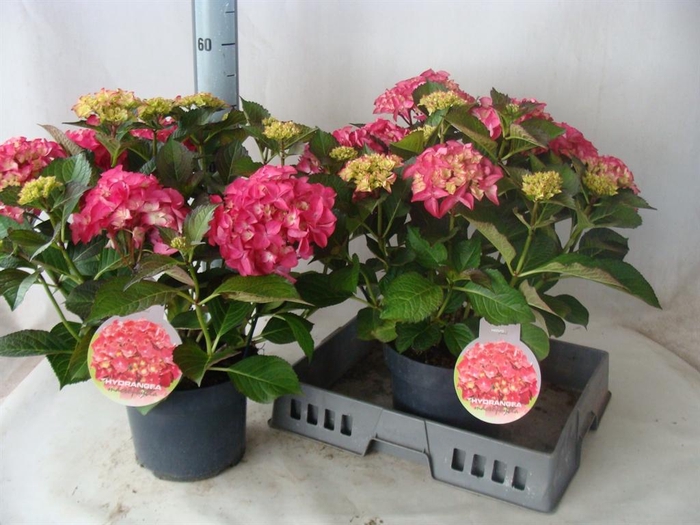 <h4>Hydrangea mac.   ...</h4>