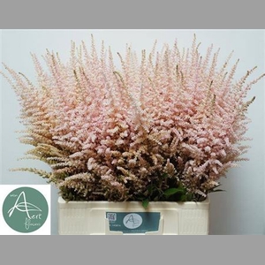 Astilbe Ar Erika