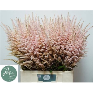 Astilbe Ar Erika