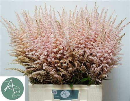 <h4>Astilbe Ar Erika</h4>