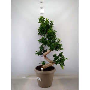 Ficus microcarpa 'Ginseng'
