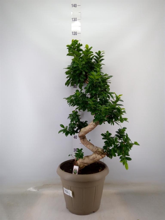 <h4>Ficus microcarpa 'Ginseng'</h4>