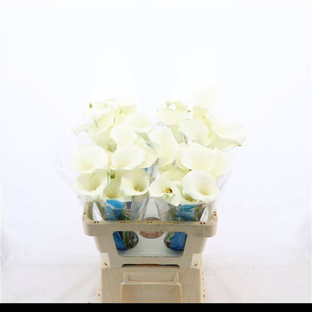 <h4>ZANT PURE ART</h4>