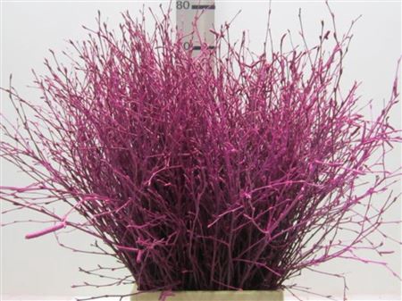 BERK CERISE L60