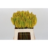 Kniphofia Eycone Peach