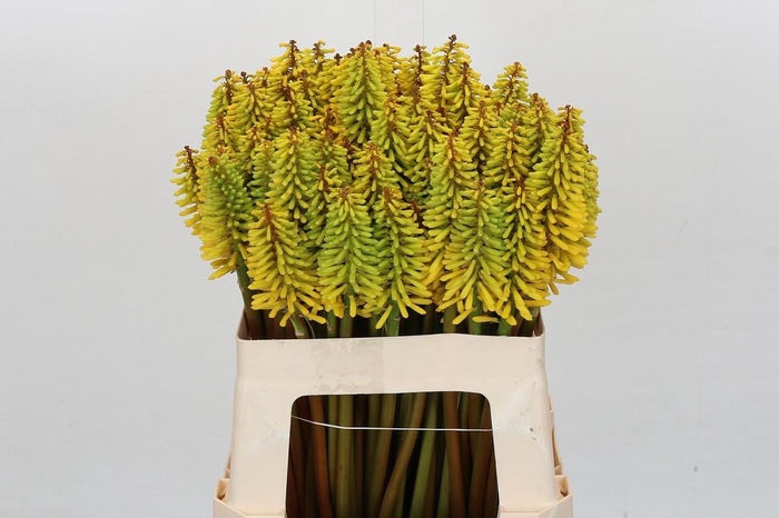 Kniphofia Eycone Peach