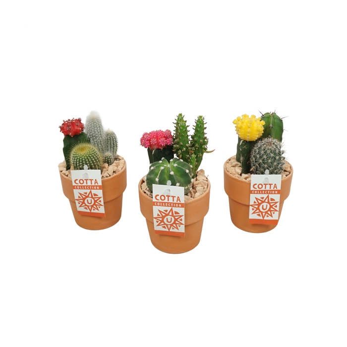 <h4>Cactus-Gymno arrangement in 10 cm 'Terracotta Kraagpot'</h4>