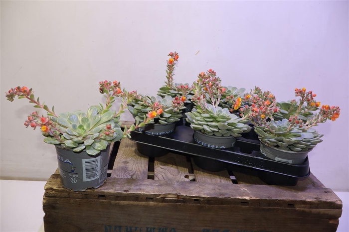 <h4>arr8 Echev Dondo</h4>