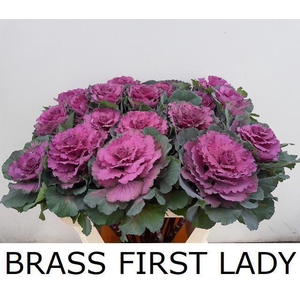 BRASS FIRST LADY