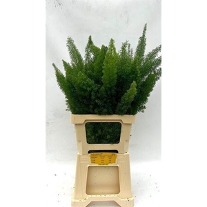 ASPARAGUS MEYERS