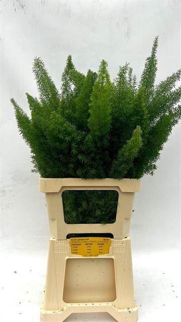 <h4>ASPARAGUS MEYERS</h4>