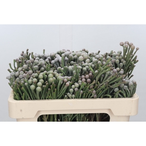 Kaaps Groen Silver Brunia