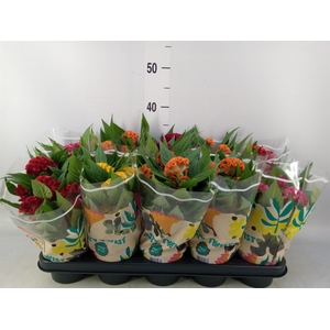 Celosia arg. CR 'Twisted'   ...mix